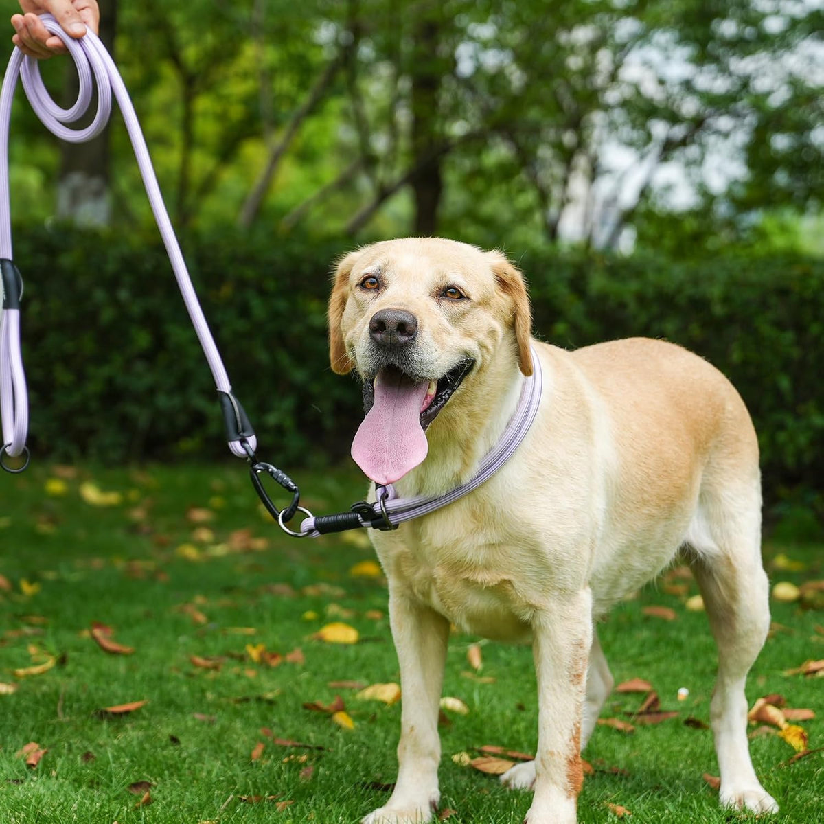 Rope Dog Leash, 4 ft Heavy Duty Dog Leash with Aviation Aluminum Auto Locking Carabiner, Strong