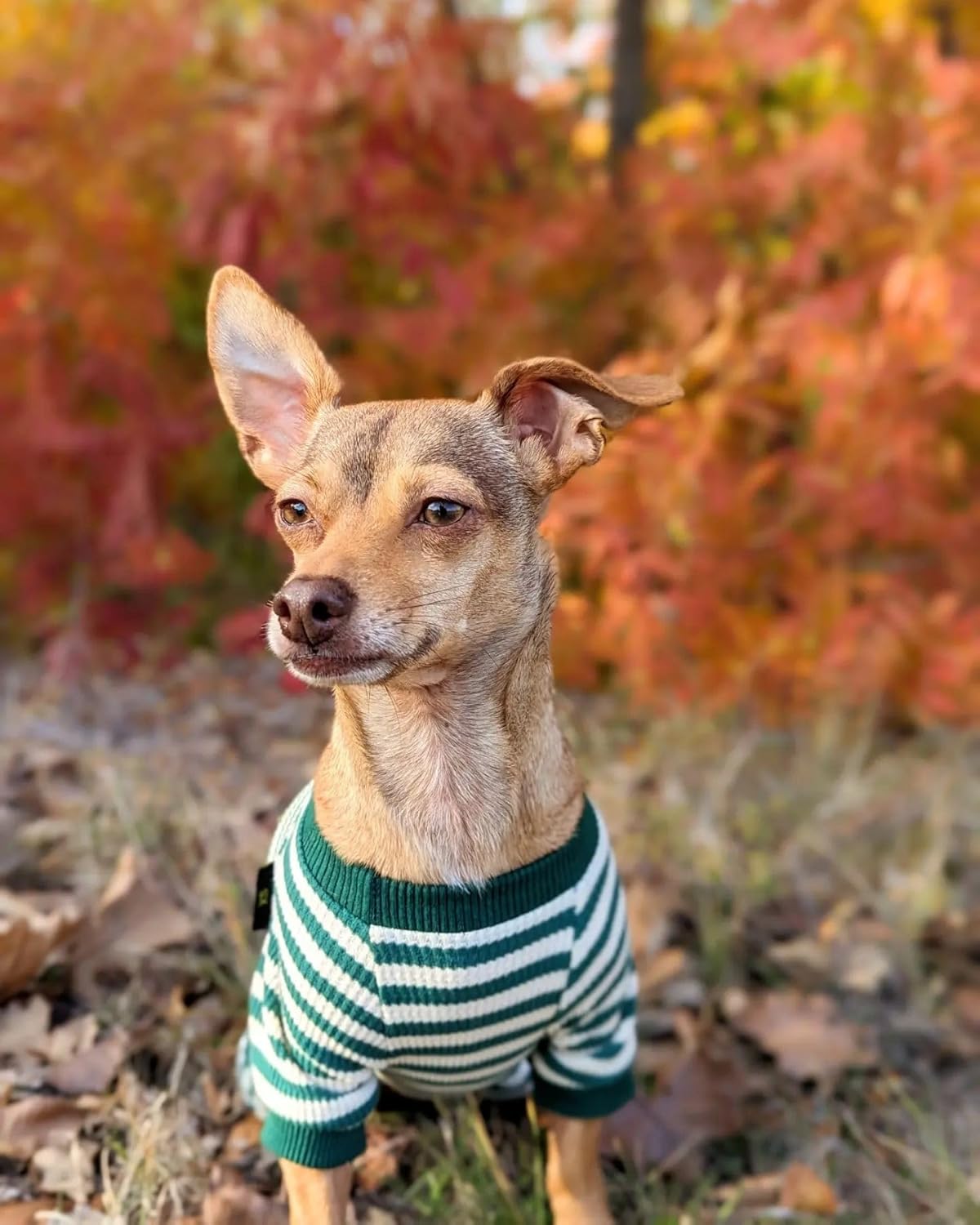 Fitwarm Green and White Striped Dog Pajamas, Waffle Dog Clothes for Small Dogs Girl Boy, Puppy