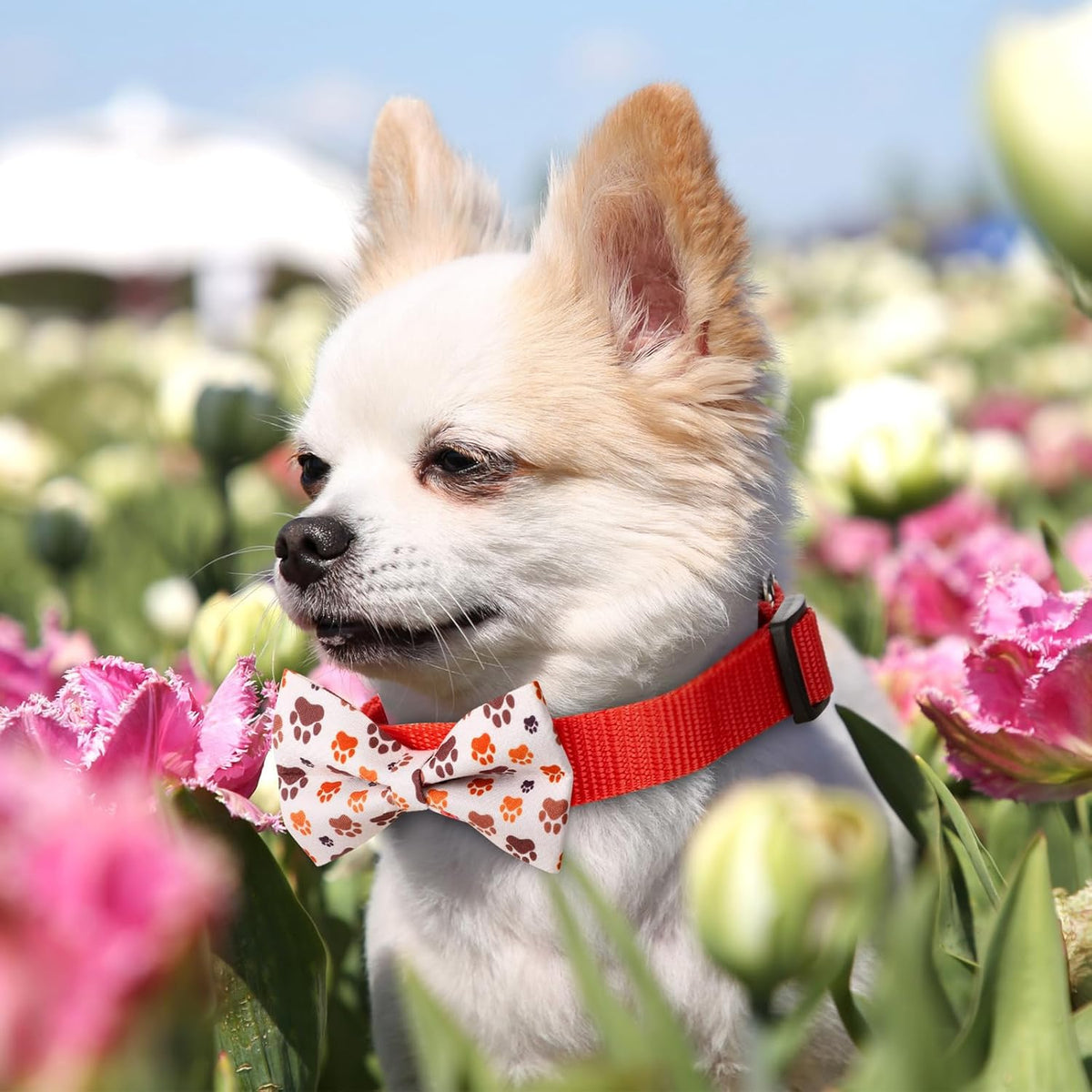 Hillban 50 Pieces Paw Print Dog Collar Bow Ties Colorful Paw Print Dog Collar Accessories Bow Ties