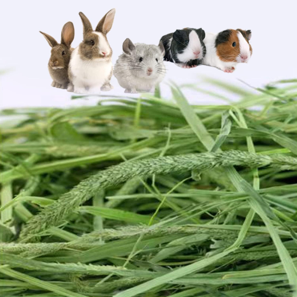 Timothy Hay Premium Hay for Rabbits Guinea Pig Chinchilla- Natural Fresh Hay Hand Selected 6.6LBS