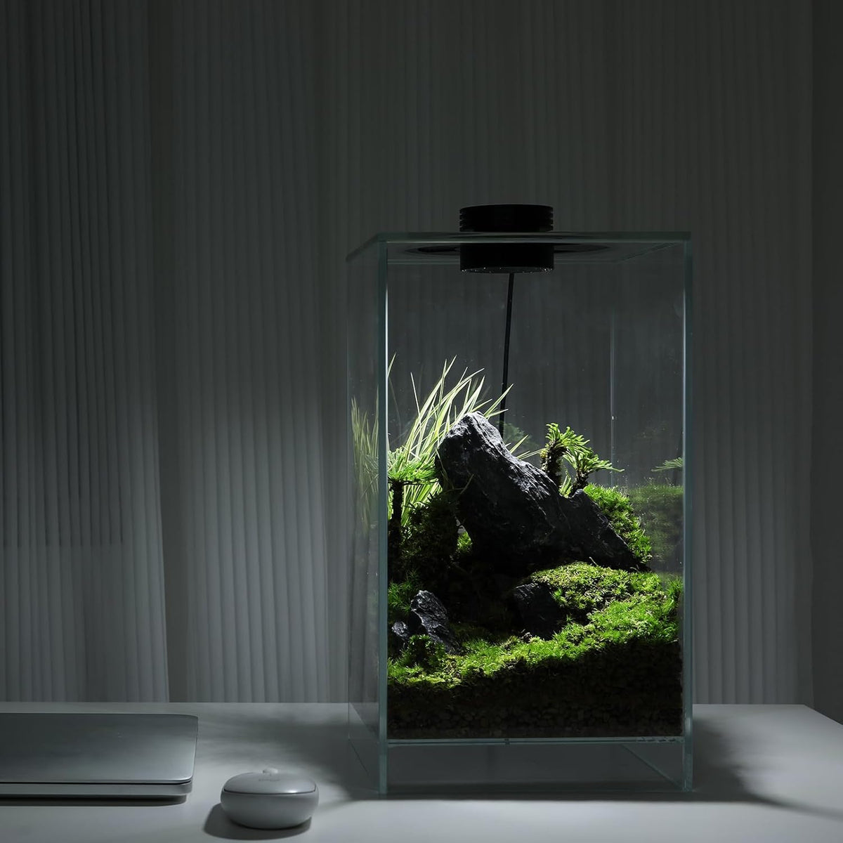 Desktop Glass Plant Terrarium with Grow Light(L7.8 W7.8 H14), for Succulent, Moss, Miniature