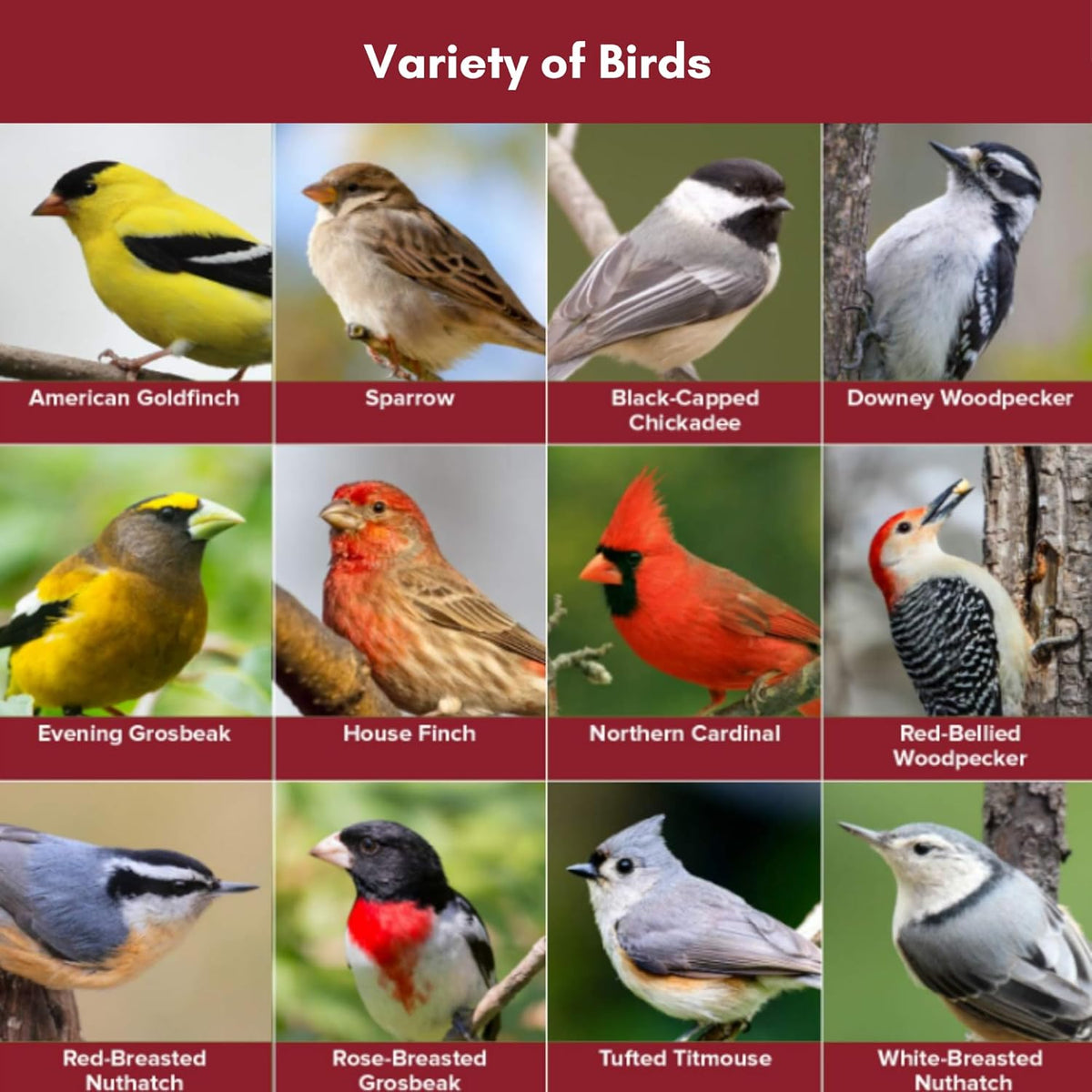 Blue Seal Nature's Choice Wild Bird Seed | High Energy Blend, Sunflower and White Safflower Seeds