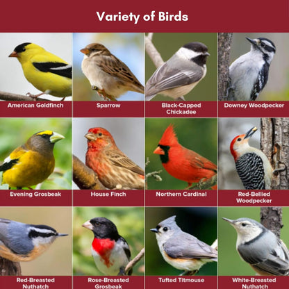 Blue Seal Nature's Choice Wild Bird Seed | High Energy Blend, Sunflower and White Safflower Seeds