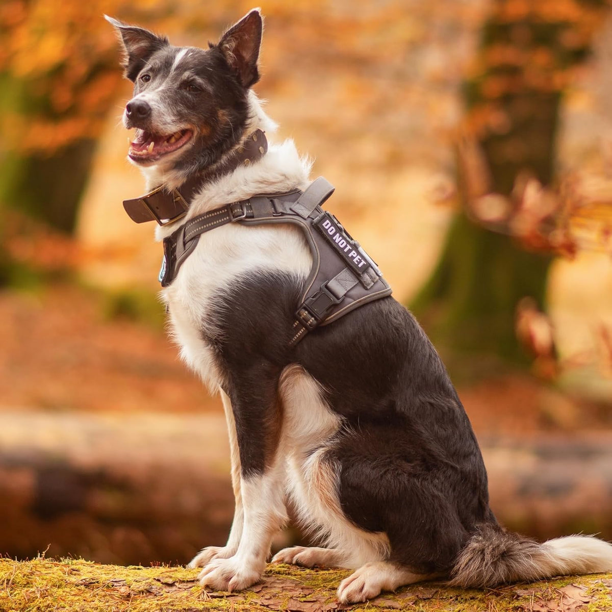 rabbitgoo Dog Harness Small Sized No Pull, Tactical Service Pet Vest with Molle and Control Handle