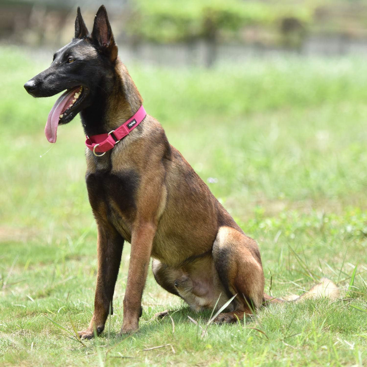 Hyhug Premium Anti-Escape Strong Extended Martingale Large Boy and Girl Dog Collar - Walking