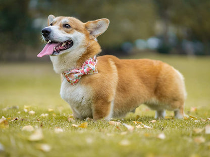 Elegant little tail Dog Collar with Bow, Cotton & Webbing, Bowtie Dog Collar, Adjustable Dog