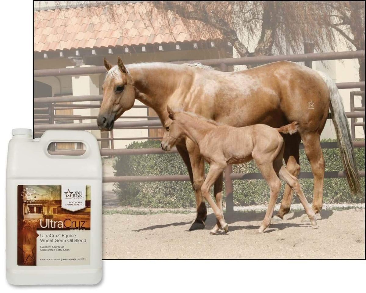 UltraCruz® Equine Wheat Germ Oil Blend, 1 Gallon