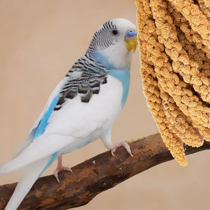 Amzey 5.5 LB Spray Millet for Parakeets, 100% Natural Dried Millet Grain for Birds, Non-GMO Bird