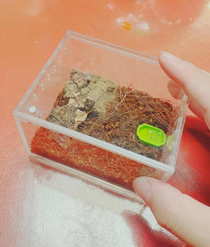 Insect breeding Box Reptile Feeding Box, Waterproof Enclosure Enclosure for arboreal Tarantula