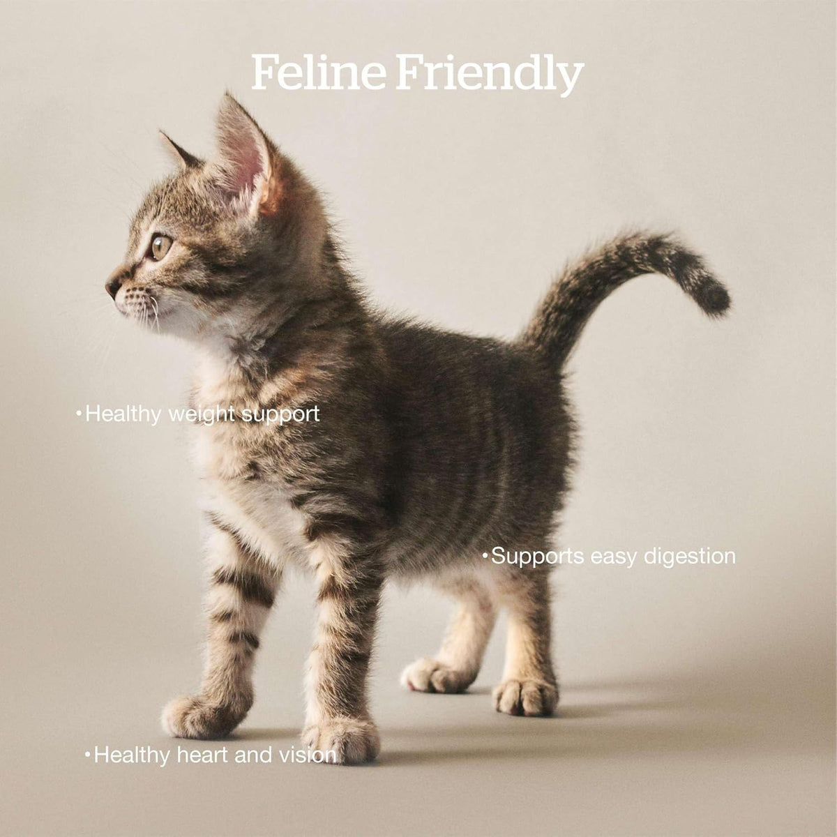 Now Fresh Grain-Free Dry Cat Food with Turkey, Salmon & Duck, Healthy Kibble for Adults Made with