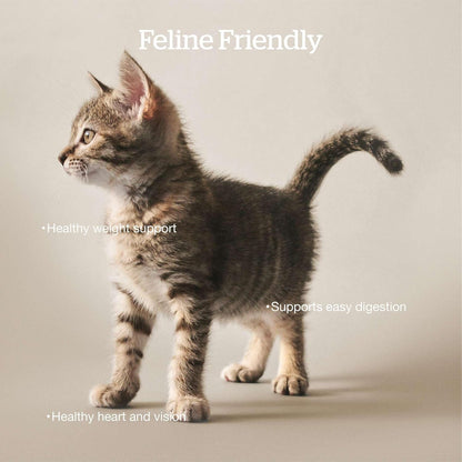 Now Fresh Grain-Free Dry Cat Food with Turkey, Salmon & Duck, Healthy Kibble for Adults Made with