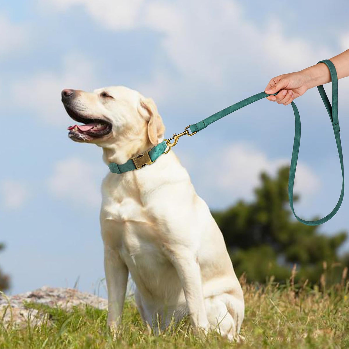 Didog Soft PU Leather Dog Collar, Stylish Quick Released Dog Collar for Large Dogs, Easy Clean