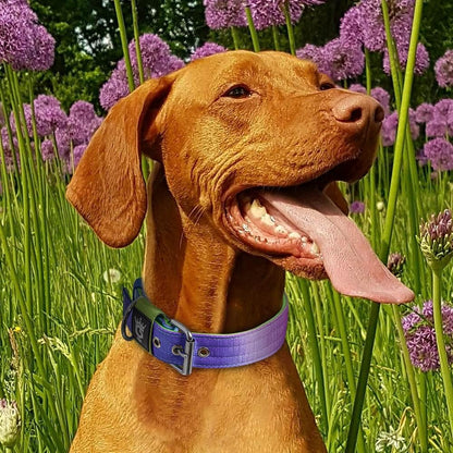 TSPRO Tactical Dog Collar 1.25 Inch Wide Thick Dog Collars with Heavy Duty Metal Buckle, Durable