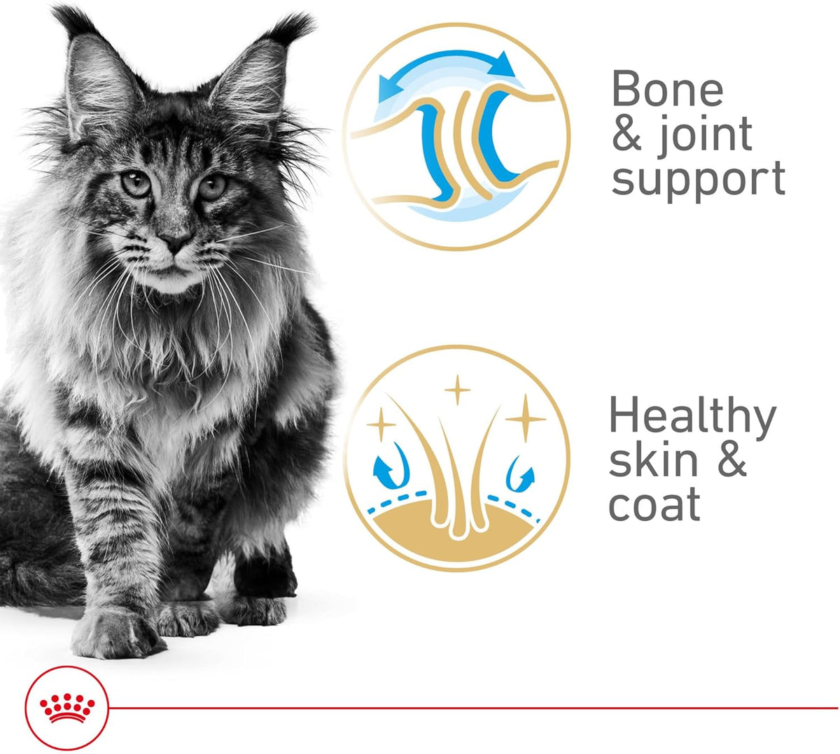 Royal Canin Feline Breed Nutrition Maine Coon Adult Thin Slices in Gravy Canned Cat Food, 3 oz can