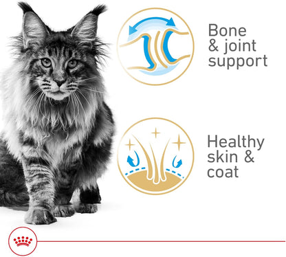 Royal Canin Feline Breed Nutrition Maine Coon Adult Thin Slices in Gravy Canned Cat Food, 3 oz can