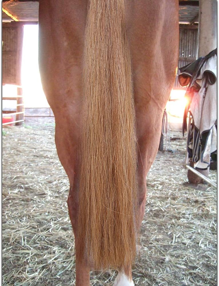 Horse Tail Extensions with Braided Horsehair Loop, Blunt Cut Bottom, 34-36 inches Long and 1 lb