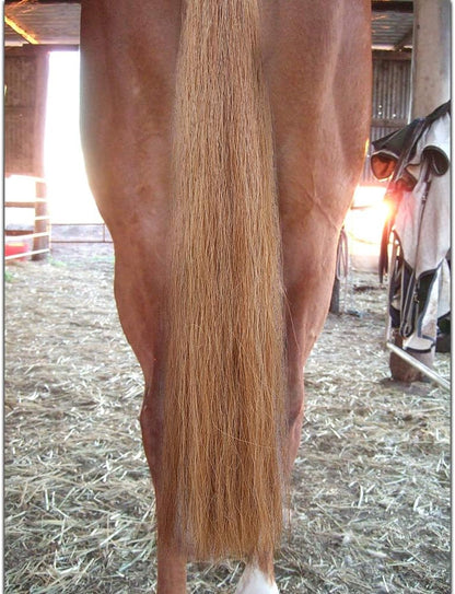 Horse Tail Extensions with Braided Horsehair Loop, Blunt Cut Bottom, 34-36 inches Long and 1 lb
