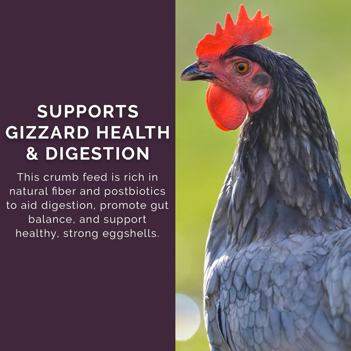 Layer Crumb Feed, 25lbs - Non-GMO, High-Protein Poultry Feed for Healthy Hens & Nutritious Eggs