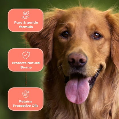 COAT DEFENSE Paw Licker Bundle | Dry Powder for Dogs & Sensitive Skin Dog Shampoo for Allergies and