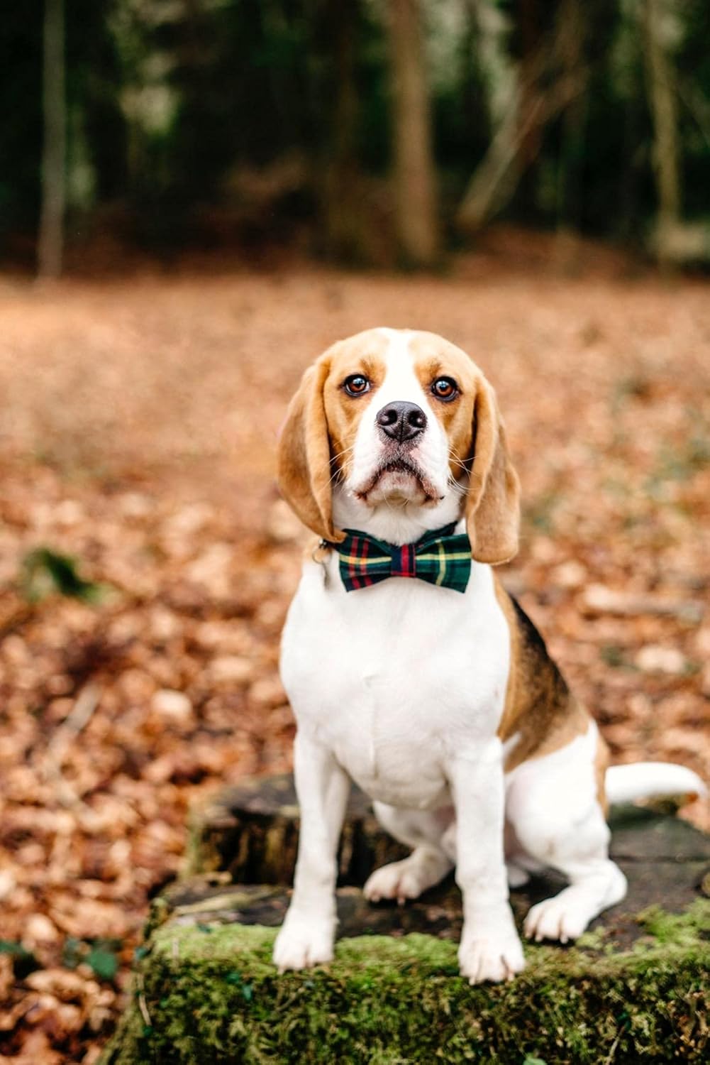Lionet Paws Christmas Dog Collar with Bowtie Durable Adjustable Handmade Comfortable Bow Tie Dog