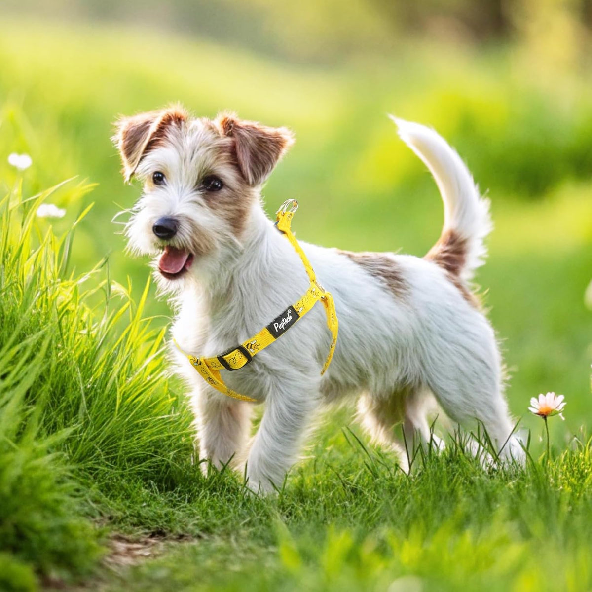 PUPTECK No Pull Dog Harness Soft Adjustable Basic Nylon Step in Puppy Vest Outdoor Walking with ID