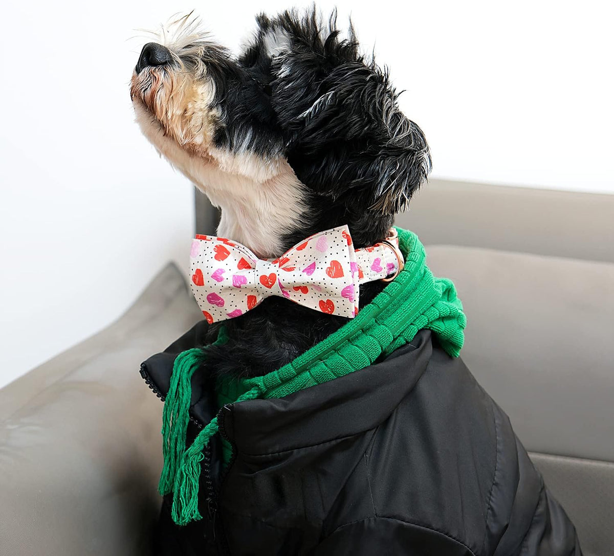 Lionet Paws Valentines Day Dog Collar with Bowtie, Dog Bowtie Collar with Metal Buckle for Dogs