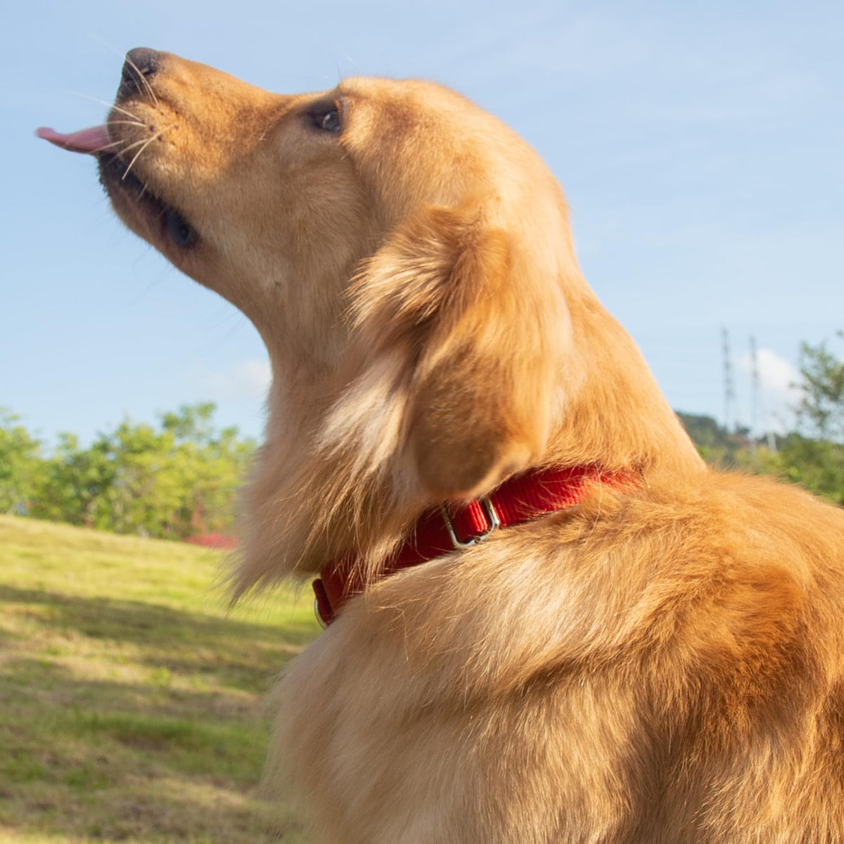 Hyhug Dog Collar with Quick Release Buckle, Nylon Adjustable Durable Cute Pet Collars for Medium