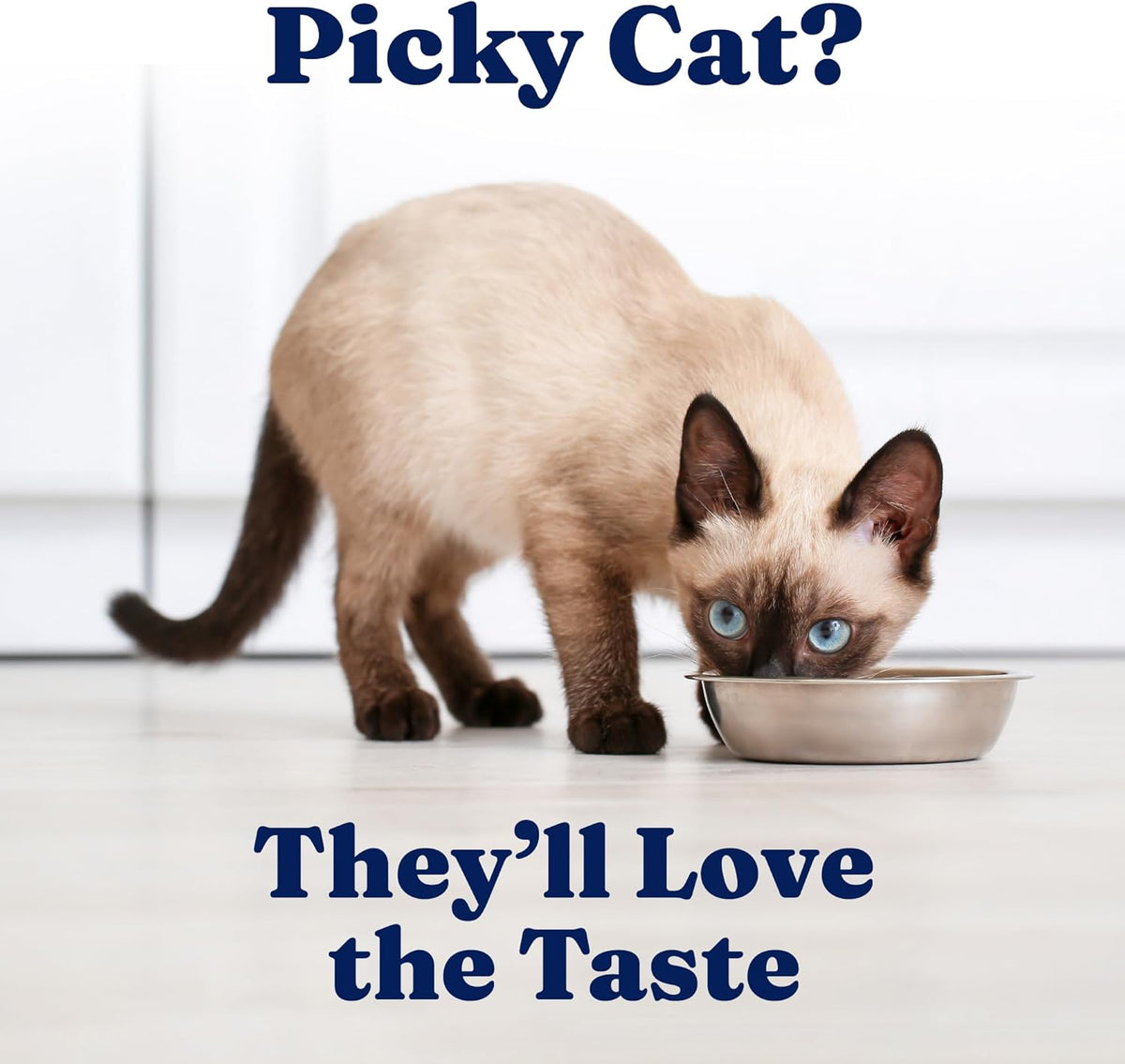 Solid Gold Wet Cat Food Pate for Indoor Cats - Healthy Canned Cat Food Pate w/Real Chicken, Omega