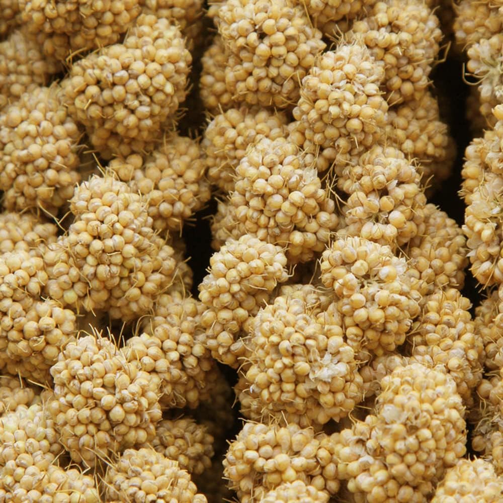 Jmxu's 2LB Spray Millet Treat for Birds Parakeets, Natural Sun-Dried Birds Millet for Cockatiel