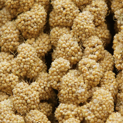 Jmxu's 1LB Spray Millet Treat for Birds Parakeets, Natural Sun-Dried Birds Millet for Cockatiel