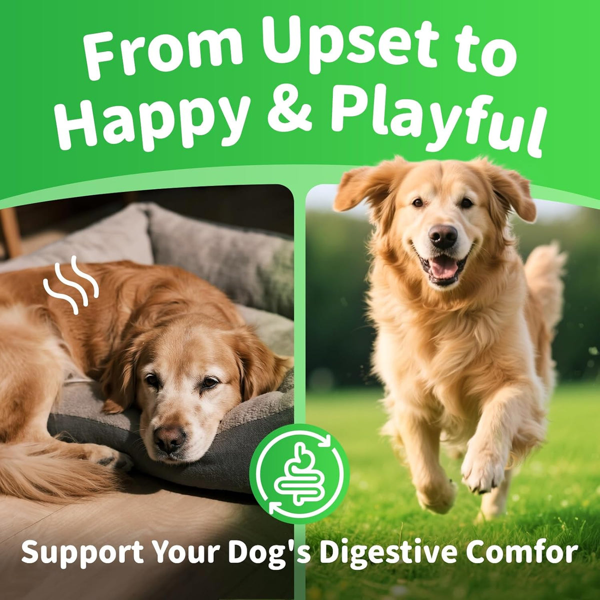 Premium Dog Digestive Enzymes and Probiotics with Pumpkin for Gut Health Support - Daily Chews for