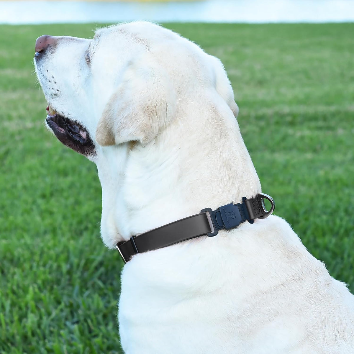 Dogline Biothane Waterproof Dog Collar with Herm Sprenger Stainless Steel Quick Release Buckle