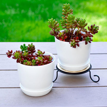 50 Pack 4 Inch Plant Pots Bulk Small Plastic Planters Pots with Drainage Holes Flower Pot for