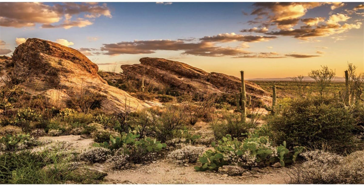 AWERT Reptile Habitat Background Blue Sky Oasis Cactus Sun and Desert Terrarium Background 72x16