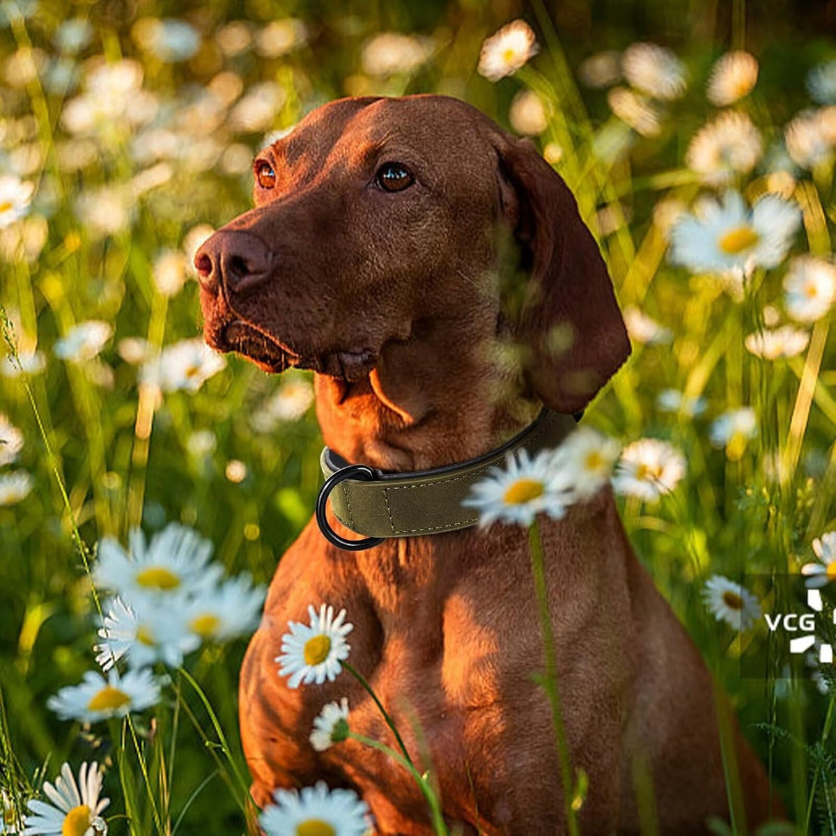 Didog Soft Padded PU Leather Dog Collar, Breathable and Adjustable Dog Collar for Large Dogs