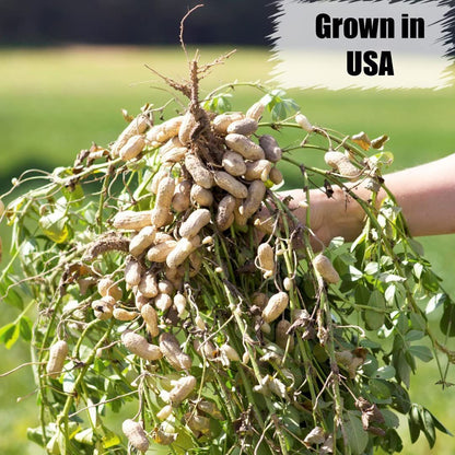 Old Potters Wildlife Shelled Peanuts, 10 lbs for Birds, Squirrels, and Wildlife. USA Grown Non-GMO