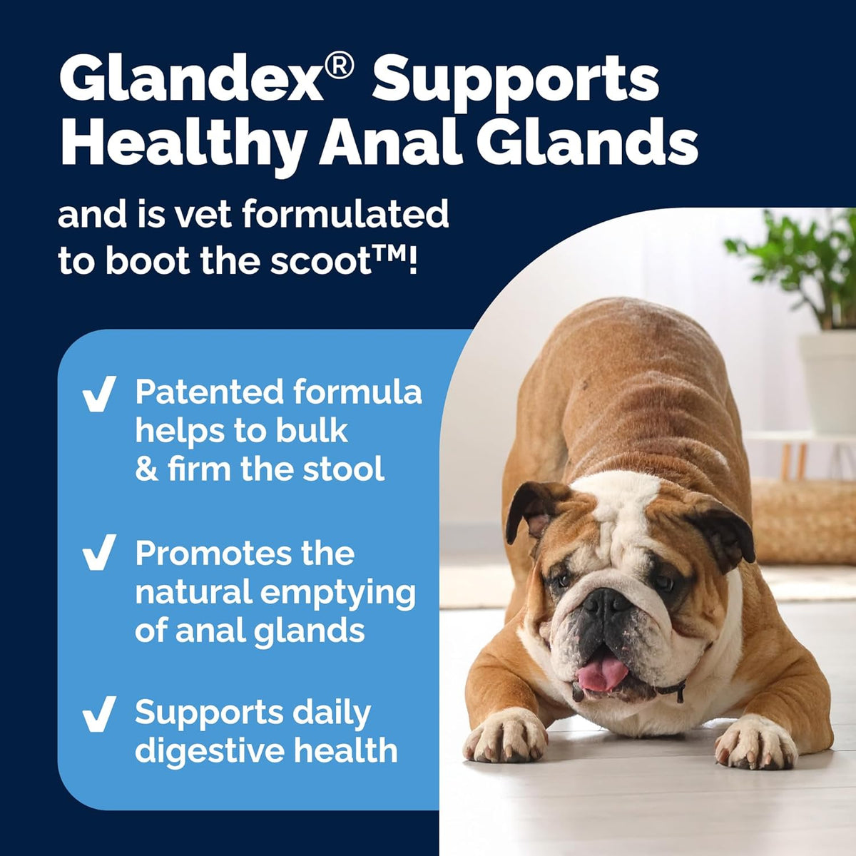 Glandex Dog Fiber Supplement Powder for Anal Glands with Pumpkin, Digestive Enzymes & Probiotics