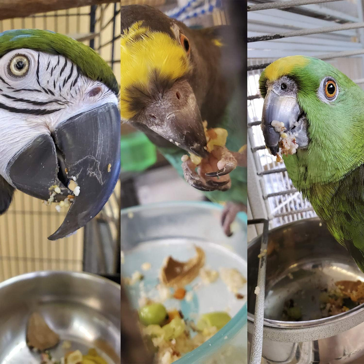 Parrot Food - Parakeet & Cockatiel Food - Cooks in 3-15 min with Natural & Organic Grains, Legumes