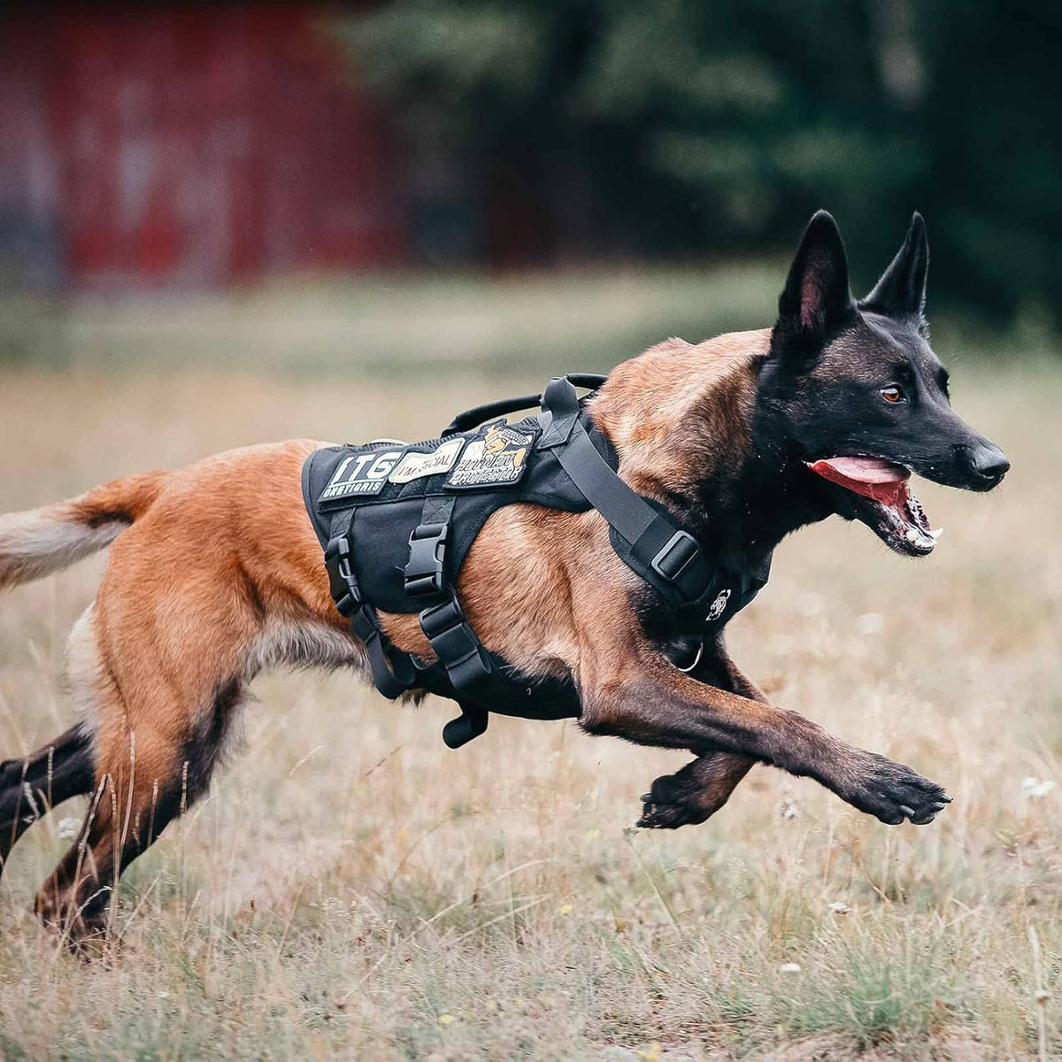 OneTigris No Pull Tactical Dog Harness for Medium Dogs, Mesh Design Breathable Military Dogs Molle
