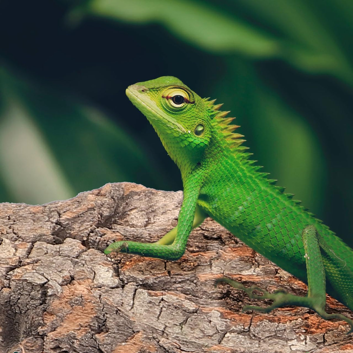 Amosfun 4pcs Reptile Bark Cork Wood Bark Decor Cork Flat Bedding for Bearded Dragon Lizard Geckos