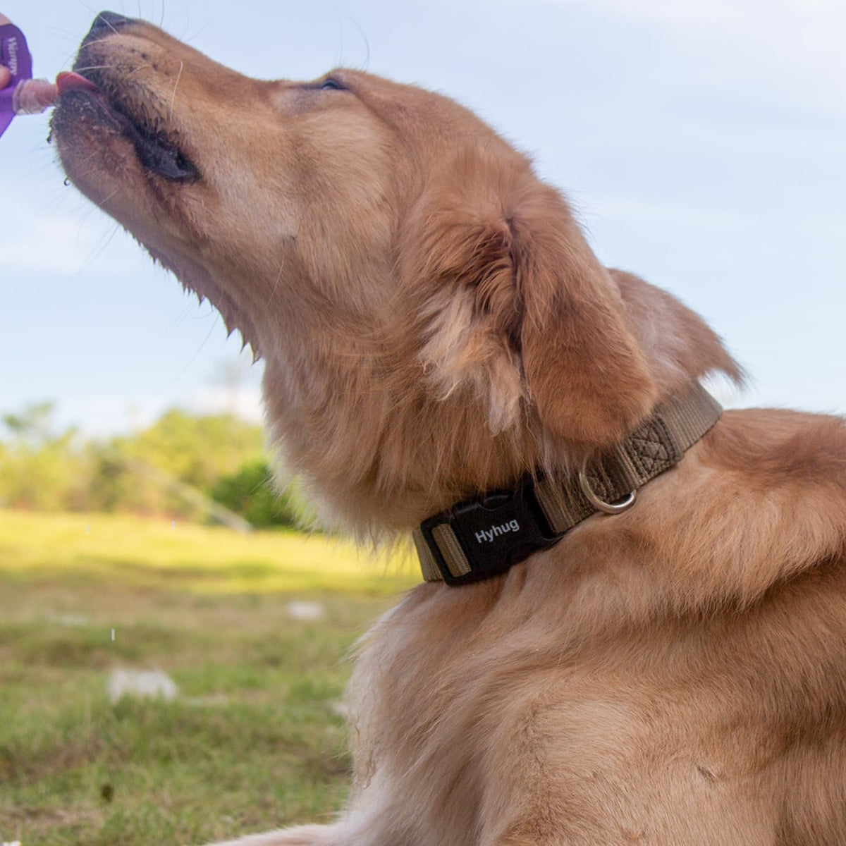 Hyhug Puppy Collar with Quick Release Buckle, Nylon Adjustable Durable Cute Dog Collar for Small