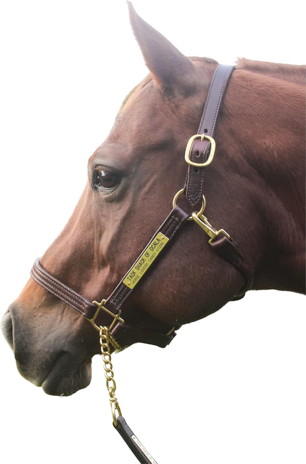 Leather Halter for Horses with Customized Engraved Name Plate Option Halter for Horse |