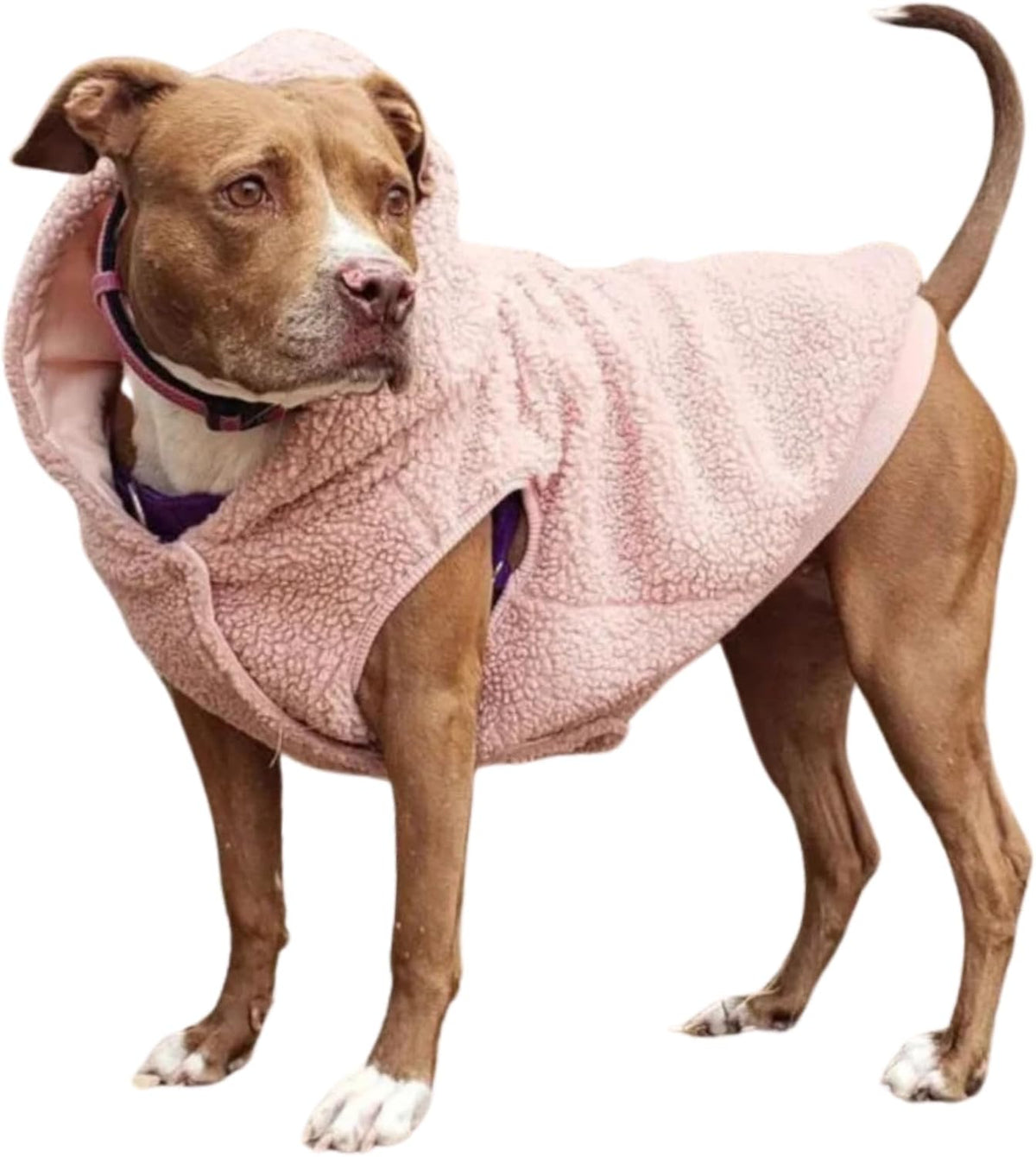 Spark Paws Teddy Dog Sweater, Sherpa Jacket Vest with Warm Fleece Lining, Winter Coat Suitable for