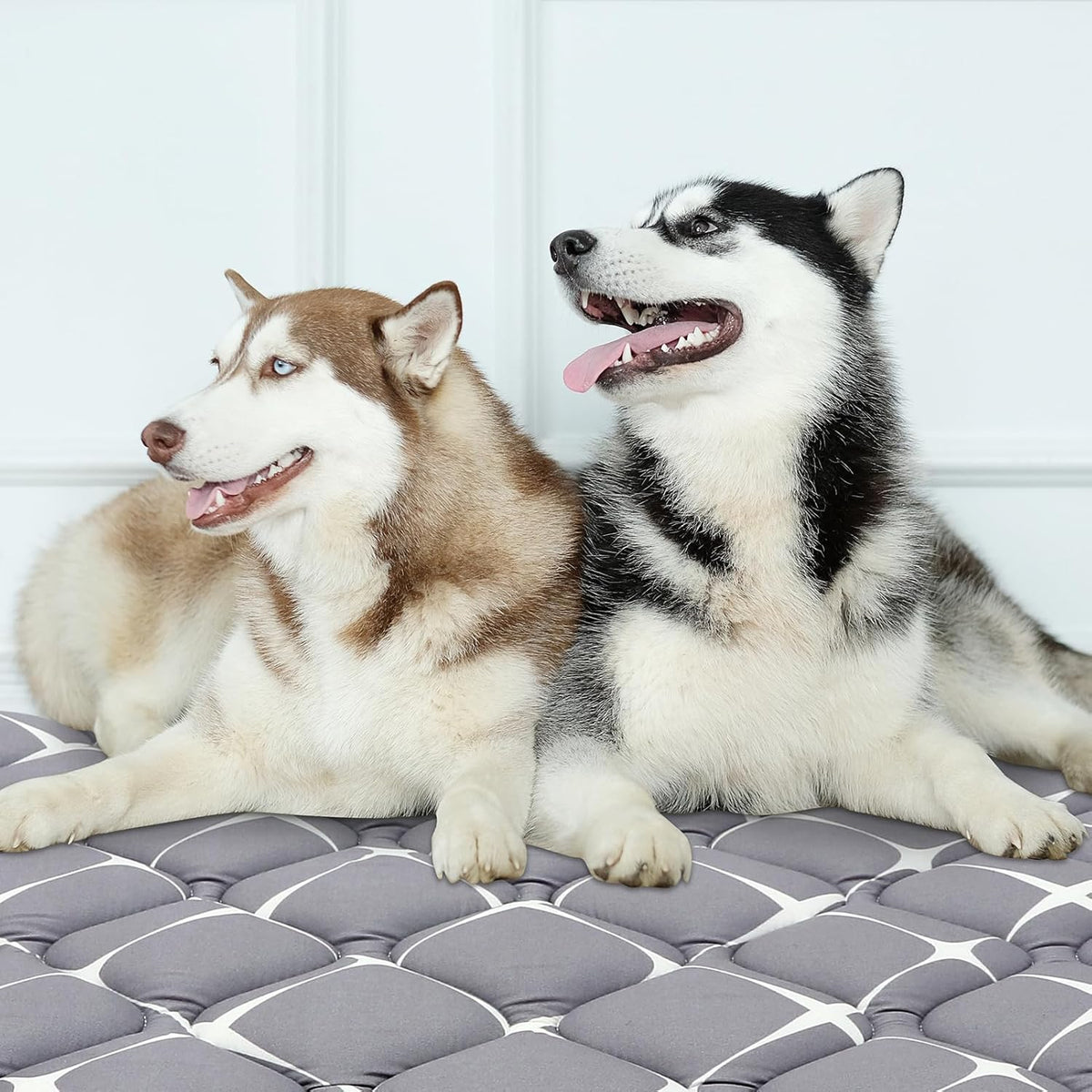 Bubble bear Dog Crate Mat - Ultra Soft, Washable & Anti-Slip Kennel Pad for Small/Medium/Large