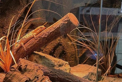 Reptile Terrarium Plants, Bearded Dragon Tank Decor Accessories for Ball Python Leopard Gecko Tree