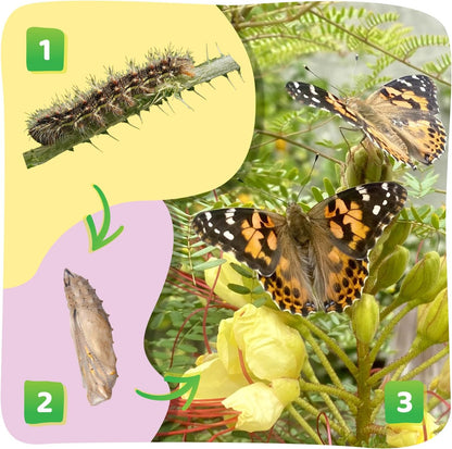 Insect Lore Butterfly Farm - Live Cup of 5 Caterpillars, Reusable Habitat, STEM Butterfly Activity
