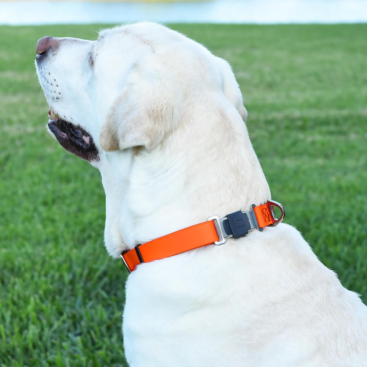 Dogline Biothane Waterproof Dog Collar with Herm Sprenger Stainless Steel Quick Release Buckle