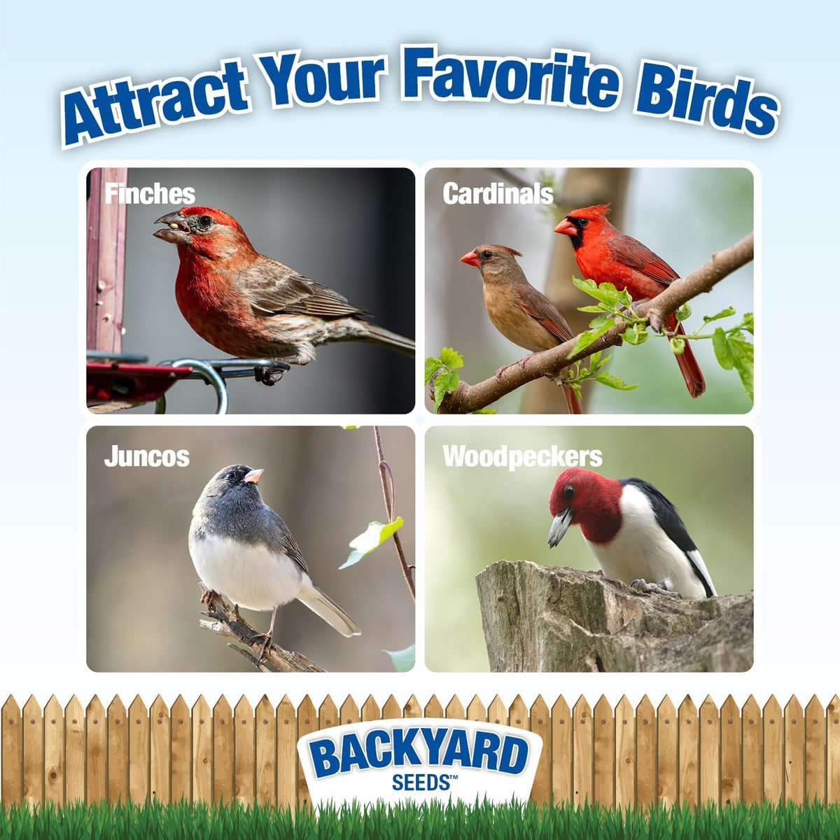 CountryMax Backyard Seeds Songbird Blend Wild Bird Seed – 50 lb Bag – Premium Mix with Sunflower