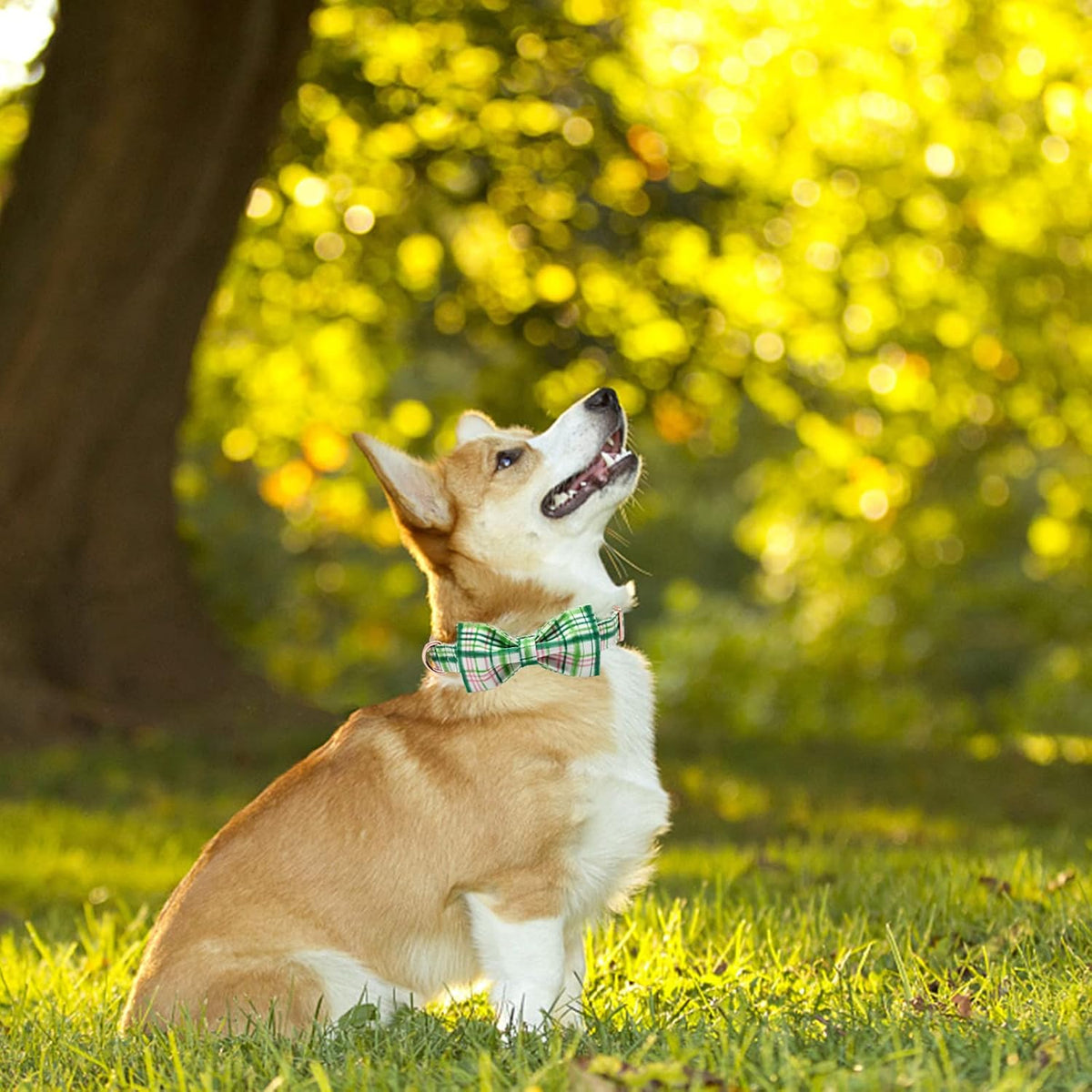 Elegant little tail Dog Collar with Bow - Pink with Green Plaid Boy or Girl Dog Collar Cute Bowtie