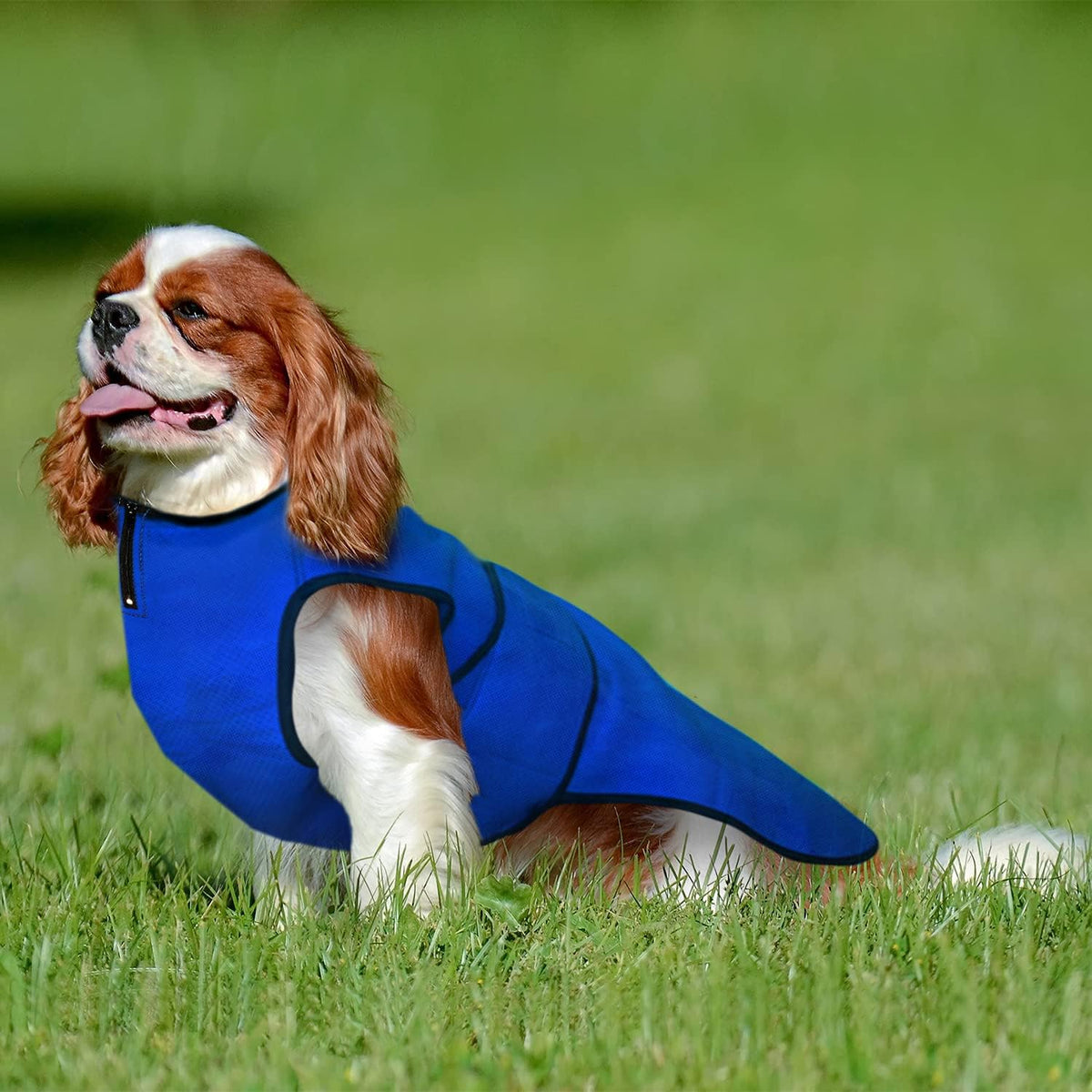 Dog Cooling Vest – Lightweight Summer Jacket for Dogs with Zip Neck & Velcro – Easy On/Off Cooling